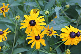Vibrant Yellow Black-Eyed Susans in a Lush Garden