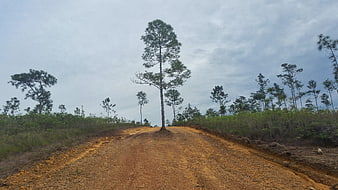Lone Pine Tree on Dirt Road in Forest Landscape