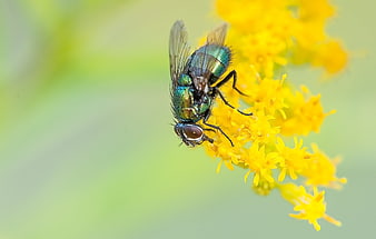 Macro shot of a metallic green fly perched on a yellow flower