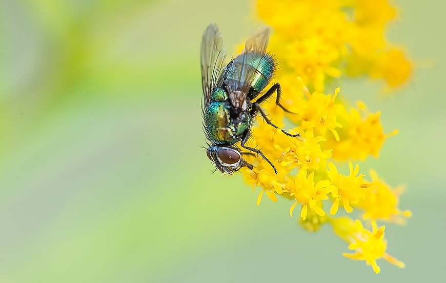 Macro shot of a metallic green fly perched on a yellow flower