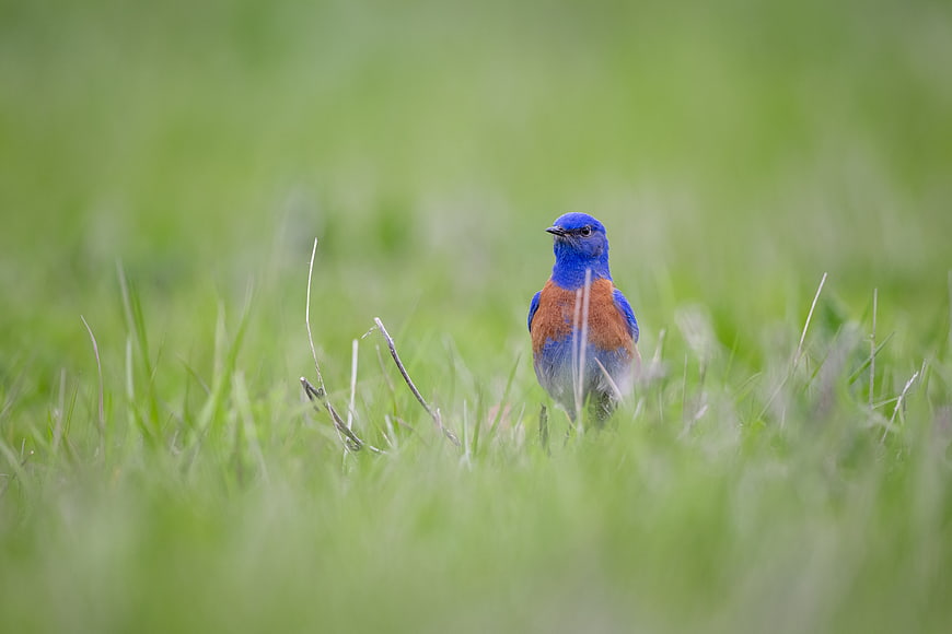 Eastern Bluebird Standing in Green Grass Field