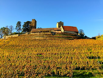 Autumn vineyard with medieval castle ruins on a hill