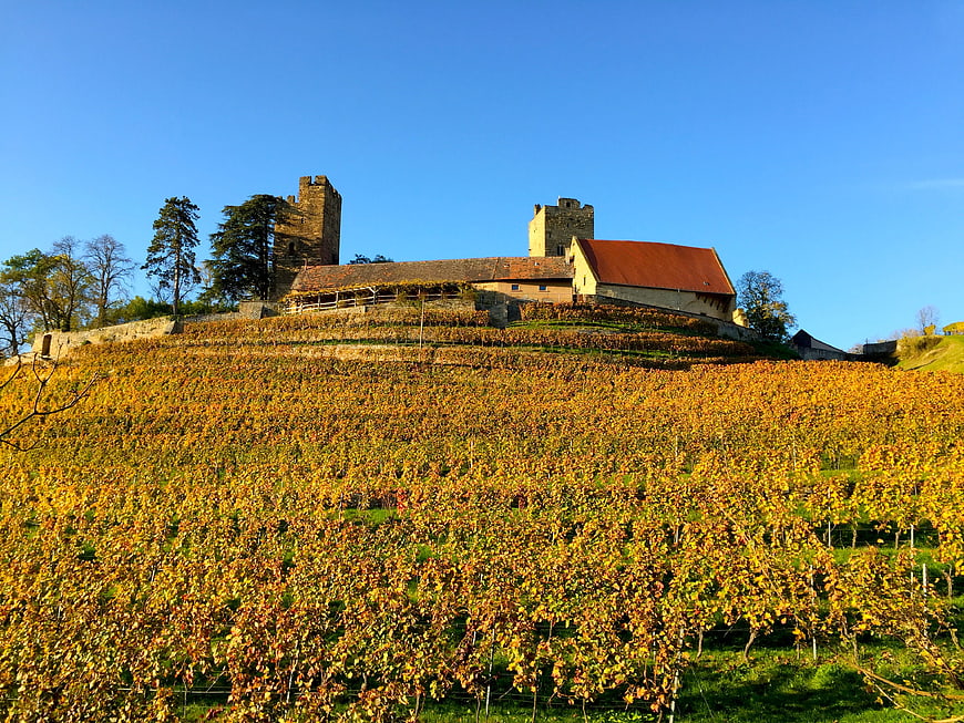 Autumn vineyard with medieval castle ruins on a hill