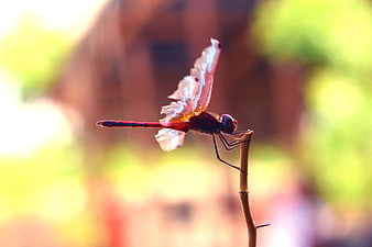 Red Dragonfly Perched on Twig with Blurred Background