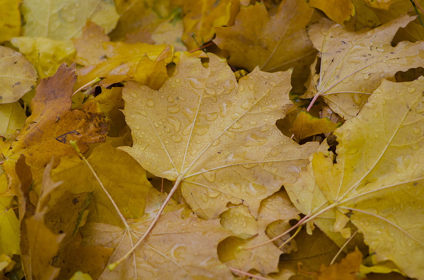 Close-up of wet yellow maple leaves with raindrops