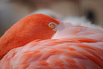 Close-up of a vibrant pink flamingo resting its head on feathers