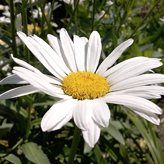 Close-up of a white daisy with yellow center in a garden