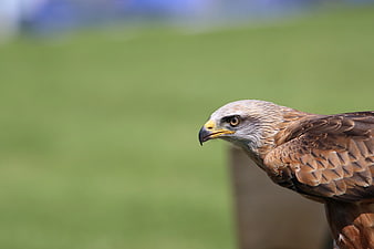 Close-up of a Red Kite Bird of Prey in Profile