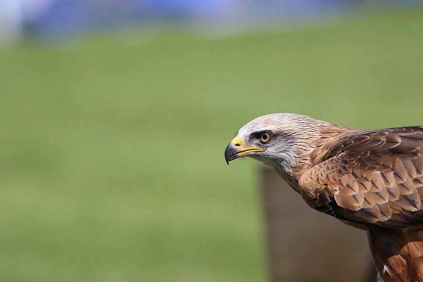 Close-up of a Red Kite Bird of Prey in Profile