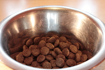 Close-up of dry dog food in a stainless steel bowl