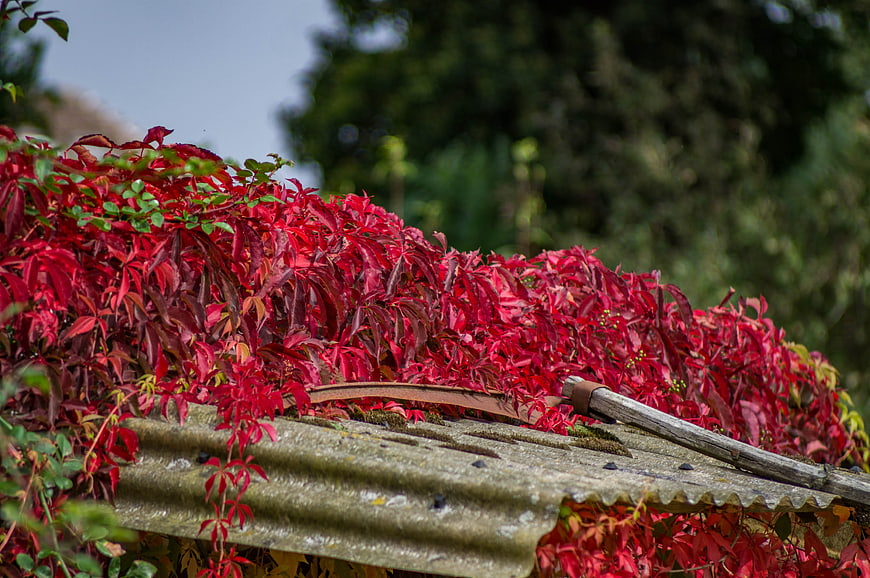 Vibrant red foliage covering a weathered corrugated roof