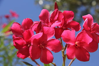 Vibrant Pink Oleander Flowers Against Blue Sky
