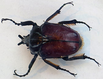 Pinned male rhinoceros beetle specimen on white background