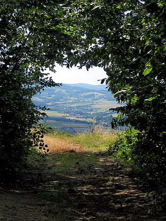 Forest path opening to rolling green hills and mountains