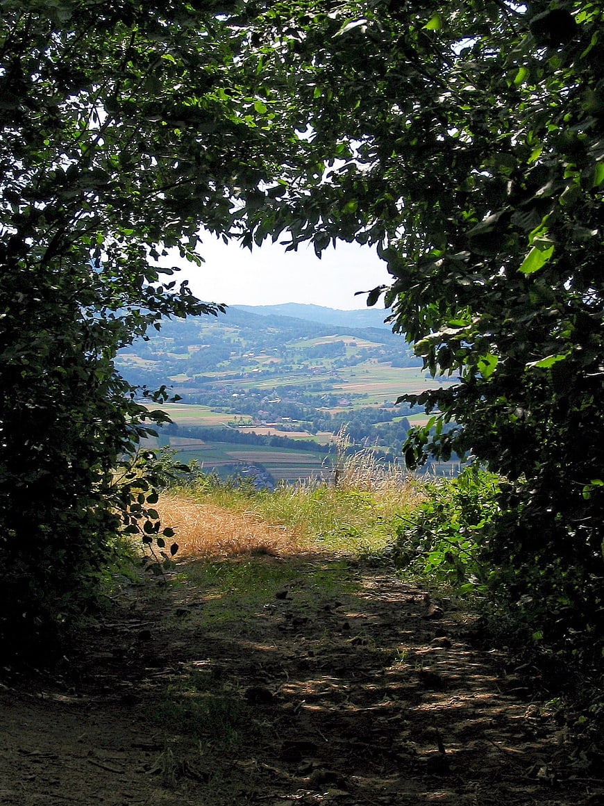 Forest path opening to rolling green hills and mountains