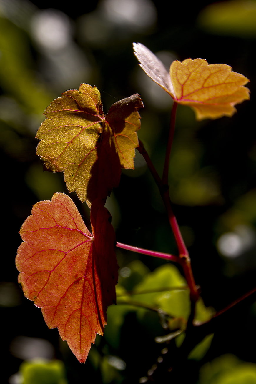 Close-up of autumn grape leaves with red veins