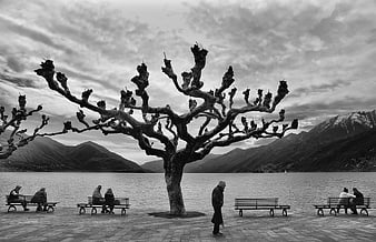 Black and white panorama of The Needle tree in Queenstown