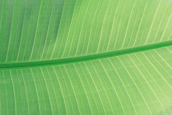 Close-up of vibrant green banana leaf texture with veins