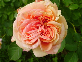 Close-up of a beautiful peach and pink rose bloom