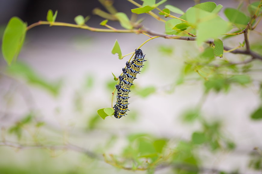Black Swallowtail Caterpillar Hanging on Green Branch