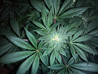 Close-up of Green Cannabis Plant with Emerging Bud