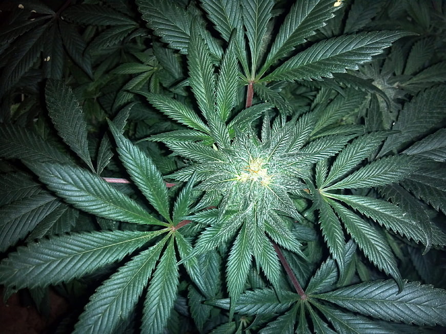 Close-up of Green Cannabis Plant with Emerging Bud
