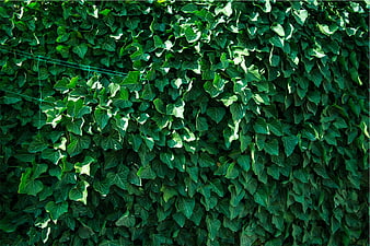 Dense Green Ivy Leaves Texture Background