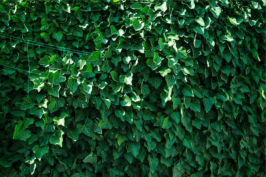 Dense Green Ivy Leaves Texture Background