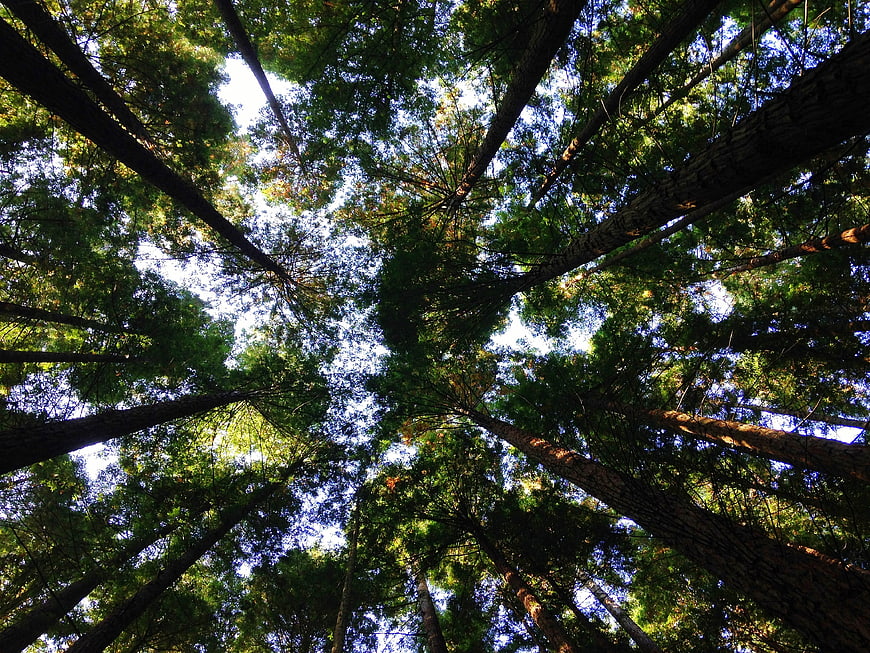 Low angle view of tall pine trees in a dense forest canopy