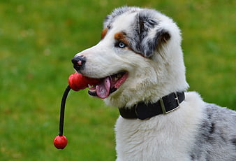 Playful Young Dog Holding Red Toy In Mouth On Green Grass