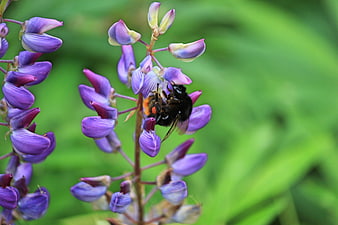 Bumblebee Pollinating Purple Lupine Flower Close-Up