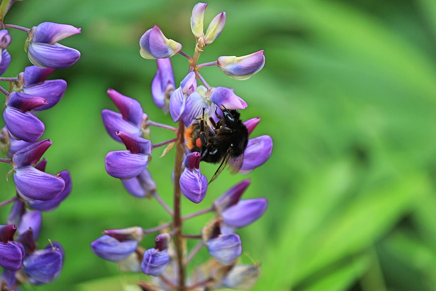 Bumblebee Pollinating Purple Lupine Flower Close-Up