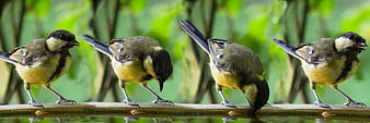 Four blue tits drinking water from a wooden bird bath