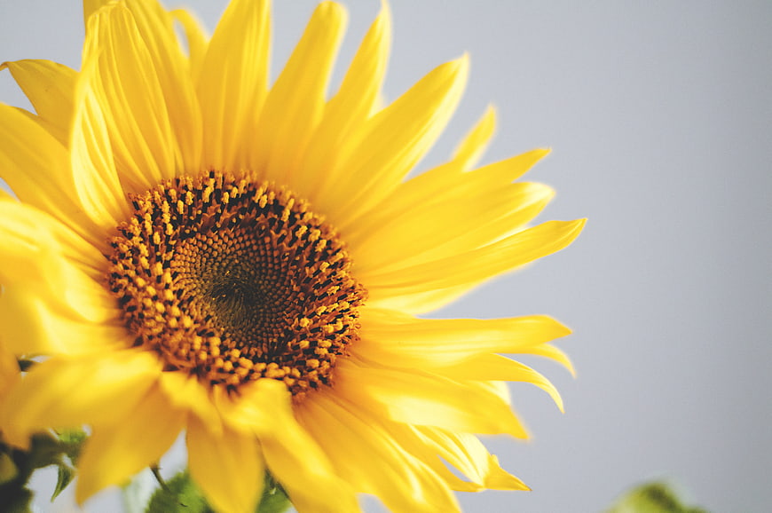 Close-up of a vibrant yellow sunflower against a blue sky