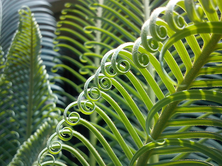 Close-up of vibrant green cycad fiddlehead fern fronds