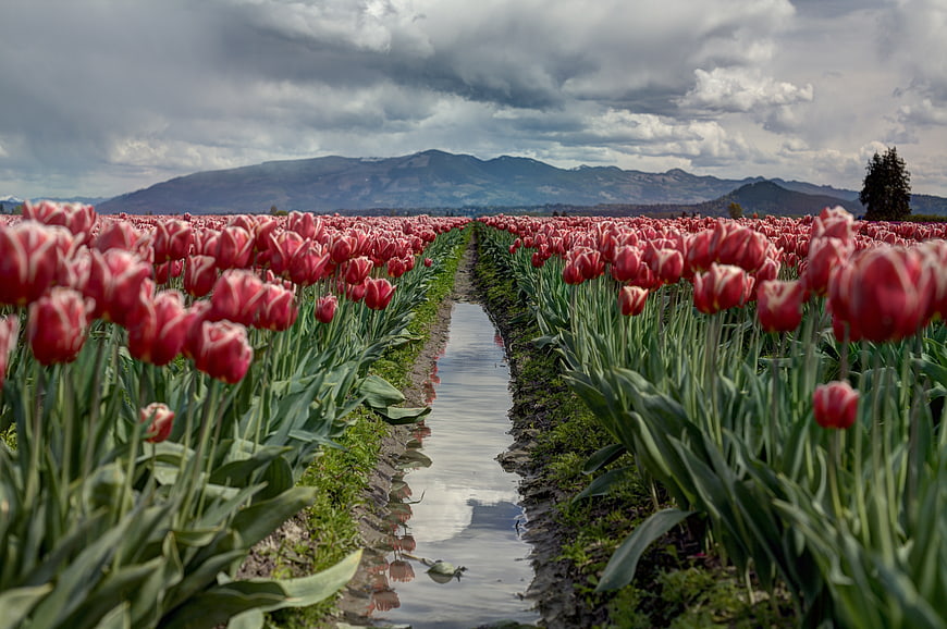 Red and white tulip field with irrigation ditch and mountains