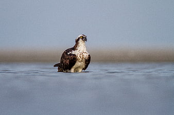 Osprey standing in calm water with blurred background