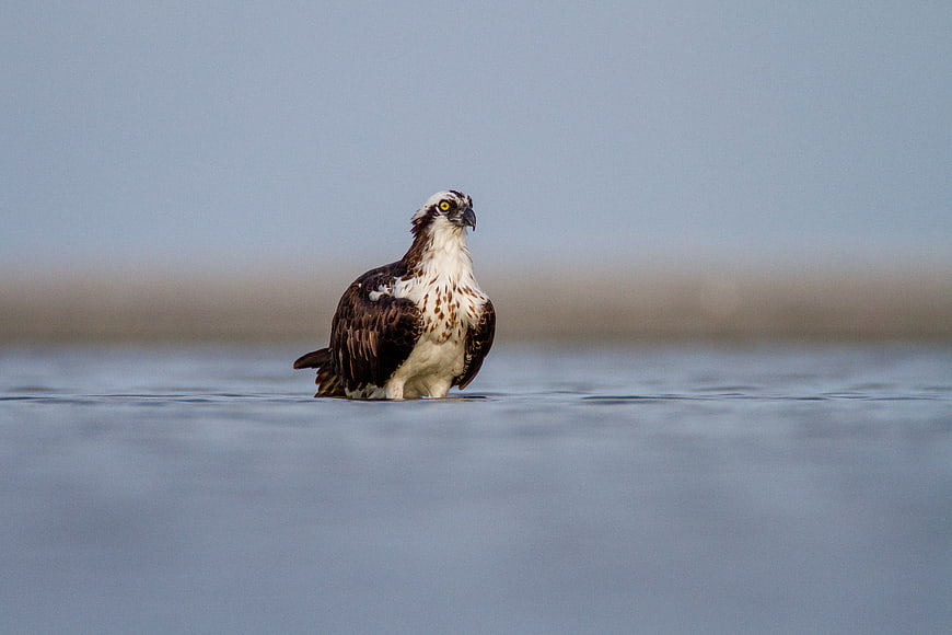 Osprey standing in calm water with blurred background