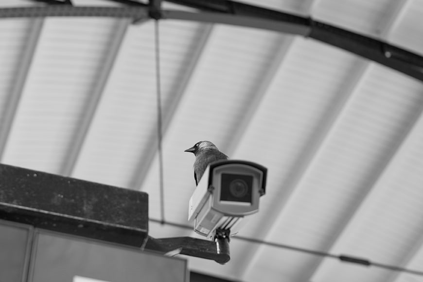 Black and white photo of a bird perched on a security camera