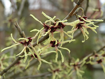 Close-up of Witch Hazel Blooms on Bare Branches