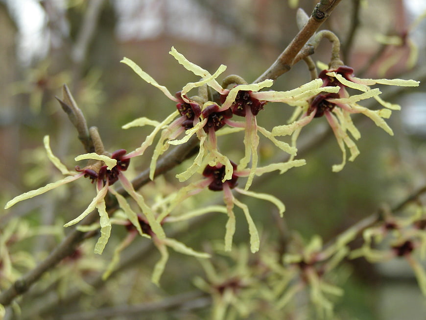 Close-up of Witch Hazel Blooms on Bare Branches