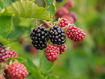 Ripe and Unripe Blackberries Hanging on Bush