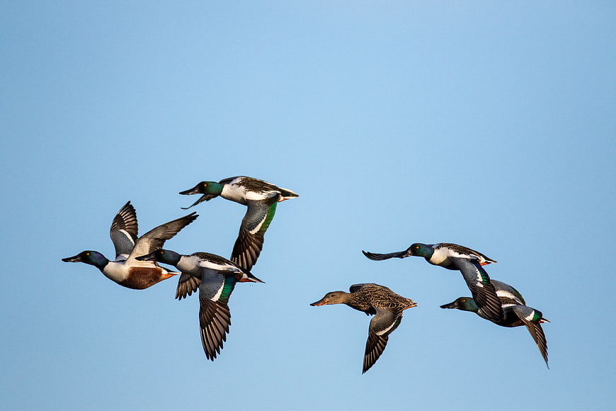 Flock of Northern Pintail Ducks Flying in Blue Sky