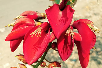 Close-up of vibrant red coral tree flowers in bloom