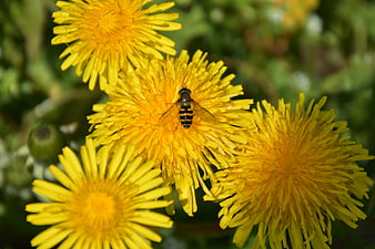 Hoverfly on Yellow Dandelion Flowers in Sunlight