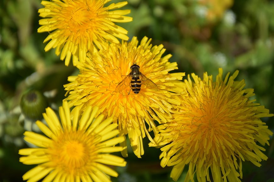 Hoverfly on Yellow Dandelion Flowers in Sunlight