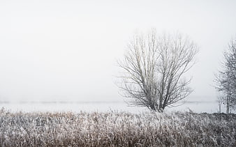 Frosty winter landscape with bare tree and foggy lake