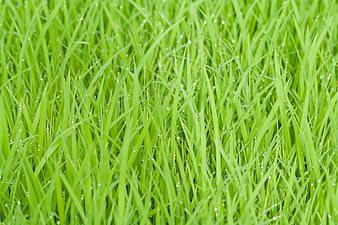 Fresh Green Grass Blades With Morning Dew Droplets