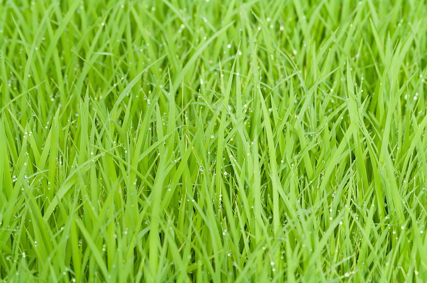 Fresh Green Grass Blades With Morning Dew Droplets