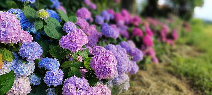 Vibrant purple and blue hydrangea flowers in a garden
